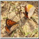 Lycaena phlaeas - Kleiner Feuerfalter 09 bei der Balz.jpg